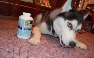 Welche Vitamine braucht Husky: für Wolle mit natürlicher Ernährung