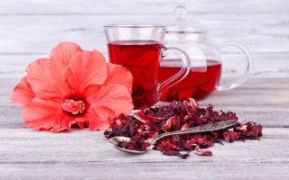 Hibiskus-Tee: nützliche Eigenschaften und Kontraindikationen, wie man braut, Bewertungen