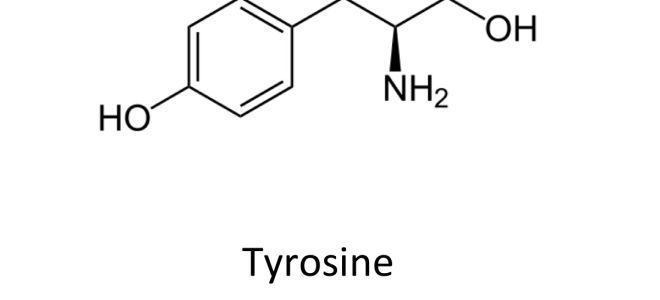 Tyrosingehalt in Lebensmitteln: Tabelle