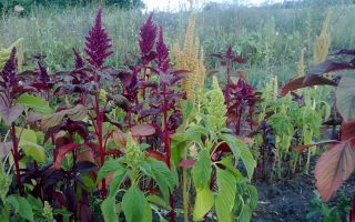 Amaranth: nützliche Eigenschaften und Kontraindikationen, wie man nimmt