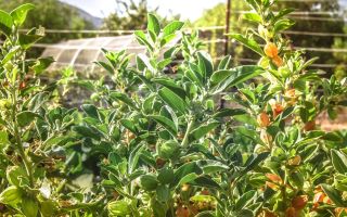 Ashwagandha: medizinische Eigenschaften und Kontraindikationen, Nebenwirkungen