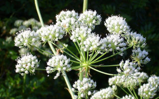 Hemlock: medizinische Eigenschaften und Verwendung, Bewertungen