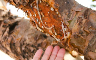 Boswellia heilig: Nutzen und Schaden des Extrakts, Öle, Nebenwirkungen