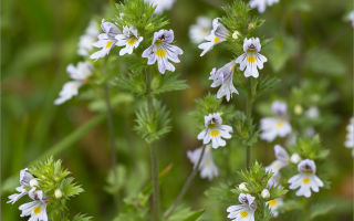Eyebright: лечебни свойства и противопоказания, състав, инструкции за употреба, прегледи на лекари, снимки