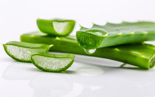 Medizinische Eigenschaften und Kontraindikationen von Aloe