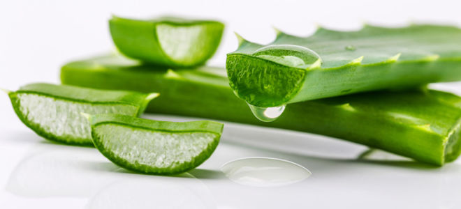 Medizinische Eigenschaften und Kontraindikationen von Aloe