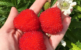 Nützliche Eigenschaften von tibetischen Himbeeren und Kontraindikationen