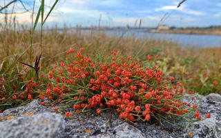Ephedra khvoshchevaya, Кримска, двуспична: лечебни свойства, снимка
