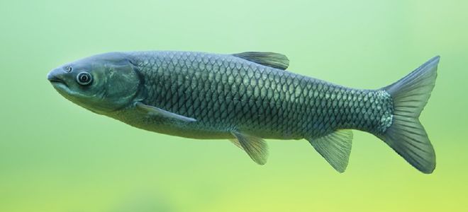 Nützliche Eigenschaften von Graskarpfen: Beschreibung, Zusammensetzung