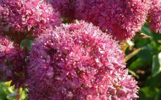 Ochitnik (Sedum lila): medizinische Eigenschaften, Rezepte, Fotos