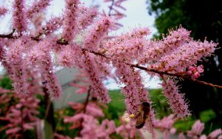 Medizinische Eigenschaften von Tamarisken (Tamarix) und Kontraindikationen