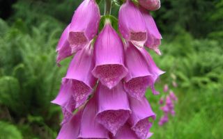 Digitalis: Zusammensetzung, medizinische Eigenschaften der Blattinfusion, Rezepte