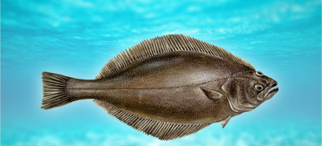 Ikan Halibut: keterangan, faedah dan kemungkinan bahaya pada tubuh