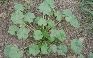 Kräutermalve (Kalachiki): medizinische Eigenschaften, Fotos, Vorteile