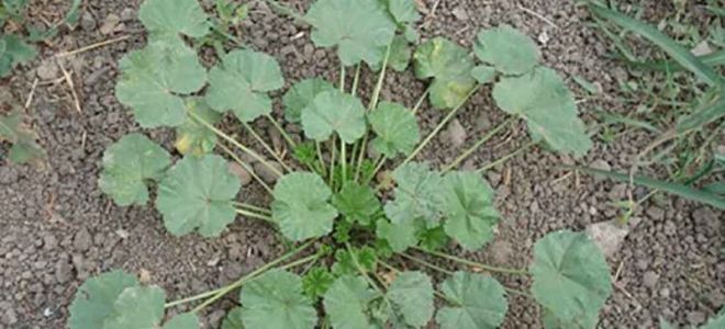 Kräutermalve (Kalachiki): medizinische Eigenschaften, Fotos, Vorteile