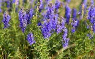 Hyssop الطبية: التطبيق وموانع ومراجعات