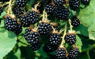 Die Vor- und Nachteile von Brombeeren für die Gesundheit
