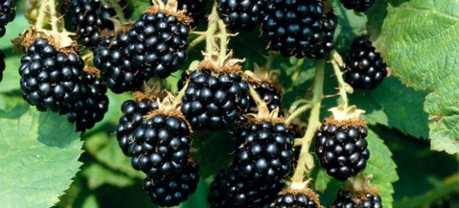 Manfaat kesihatan dan bahaya blackberry