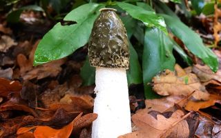 Medizinische Eigenschaften und Verwendung des gewöhnlichen Veselka-Pilzes
