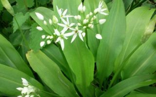 Ramson (Zwiebel tragen): Nutzen und Schaden