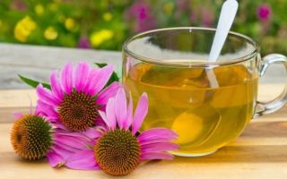 Echinacea für Kinder: Ist es möglich zu geben, wie zu nehmen, Dosierung, Bewertungen