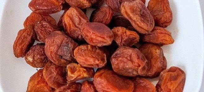 Warum ist Aprikose nützlich und um welche Art von Obst handelt es sich?