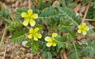 Tribulus kriechend: Wo sie in Russland wachsen, nützliche Eigenschaften, wie man nimmt