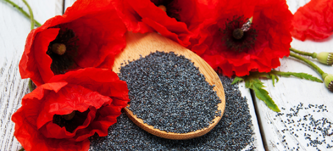 Poppy: sifat berguna dan kontraindikasi