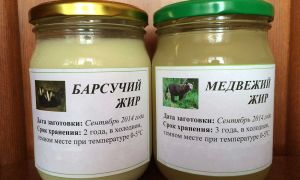 Какво е полезна мазнина от язовец и как да я приемате, рецензии