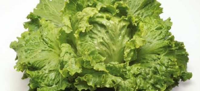 Kopfsalat: Nutzen und Schaden, wie man für den Winter spart