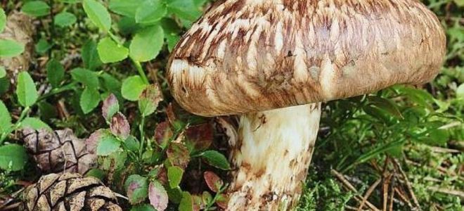 Matsutake-Pilze (gefleckte Ryadovka): nützliche Eigenschaften, Tinkturrezepte