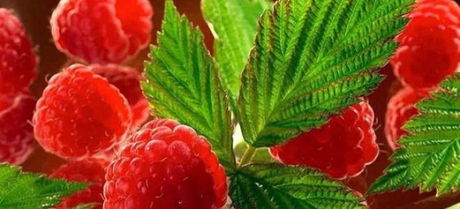 Raspberry: sifat berguna dan kontraindikasi, kandungan kalori
