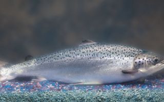 Warum Lachs nützlich ist und wie man ihn zu Hause salzt