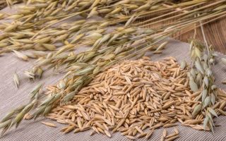 Haferflocken Haferflocken: Nutzen und Schaden, Anwendung