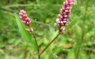 Grass (Highlander) Pochuyna: medizinische Eigenschaften und Kontraindikationen