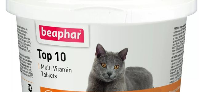 Flüssige Vitamine für Katzen: was besser ist, Zusammensetzung, Typen, Bewertungen von Tierärzten