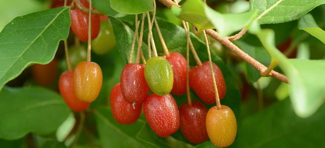 Loch multiflorous (gumi): Nutzen und Schaden von Beeren, Foto eines Strauchs