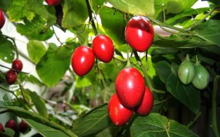 Zuckerrüben-Tsifomandra (Tamarillo): Nutzen und Schaden, wie es ist, Foto