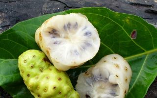 Noni-Saft: nützliche Eigenschaften und Kontraindikationen, wie man trinkt, Bewertungen von Ärzten