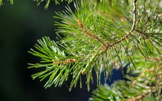 Medizinische Eigenschaften und Vorteile von Tannennadeln, Kontraindikationen