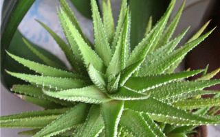 Nützliche Eigenschaften und Verwendung von Agave