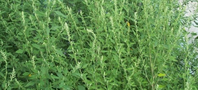 Quinoa: nützliche Eigenschaften, Kontraindikationen, Pflanzenbeschreibung, Bewertungen