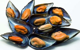 Warum Muscheln für Männer und Frauen nützlich sind