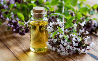 Ätherisches Oreganoöl (Oregano): nützliche Eigenschaften, Anwendung, Kontraindikationen