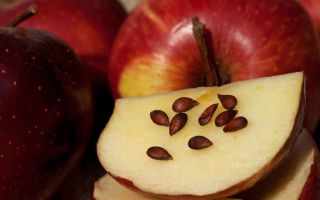 Apfelsamen: Nutzen und Schaden