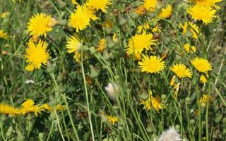 Distel säen: nützliche Eigenschaften von Kräutern und Kontraindikationen, Schaden