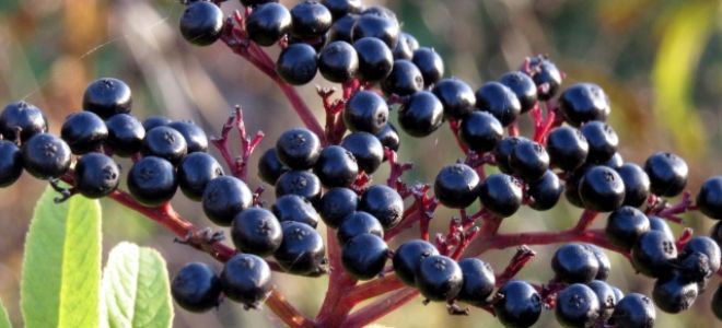 Elderberry: faedah dan bahaya, keterangan, foto