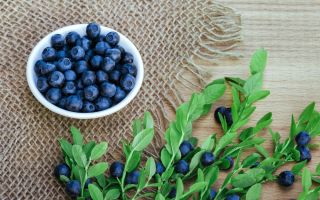 Nützliche Eigenschaften von Blaubeerblättern und Kontraindikationen