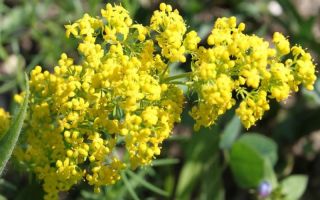 Bedstraw: полезни свойства, приложение, снимки, рецензии