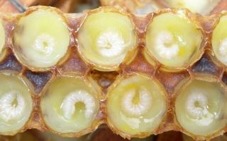 Gelée Royale: Nutzen und Schaden, Verwendung, Kontraindikationen